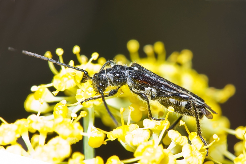 Stenopterus ater